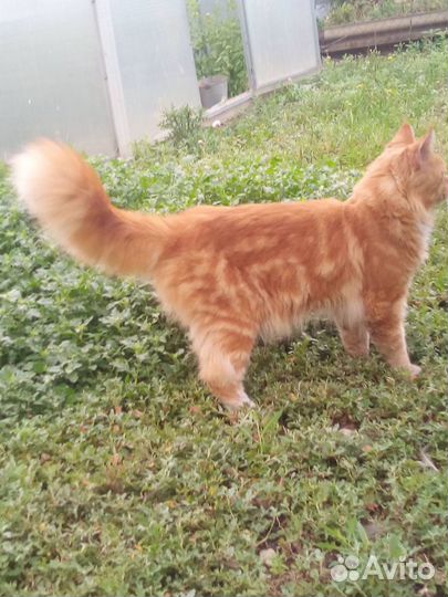 Кот Мейн-кун