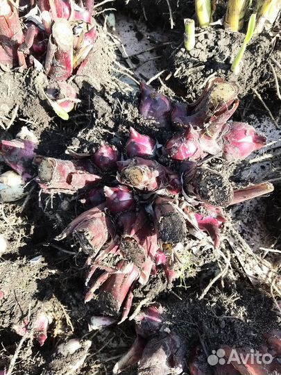 Клубни канны