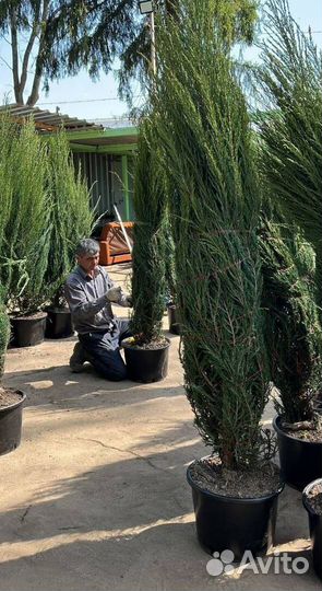 Можжевельник Блю Эрроу для живой изгороди