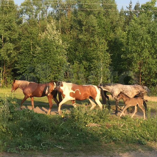 Участок 13,6 сот. (ИЖС)