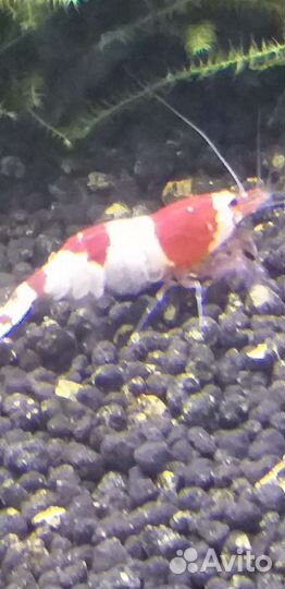 Пресноводная креветка редкристалл Red Kristal PRL