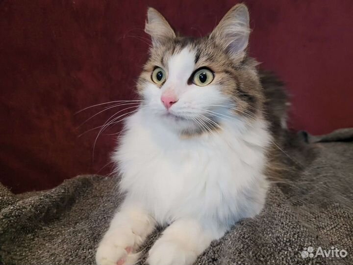 Молодая кошечка