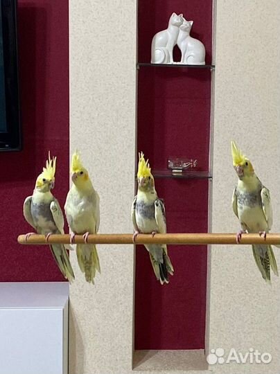 Корелла, птенцы бронь