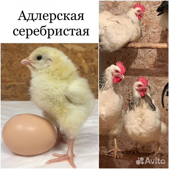 Инкубационное яйцо породных кур