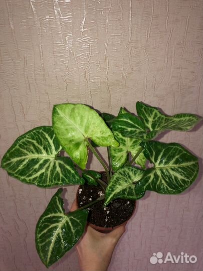 Сингониумы