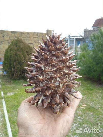 Шишка сосны Мартинеса