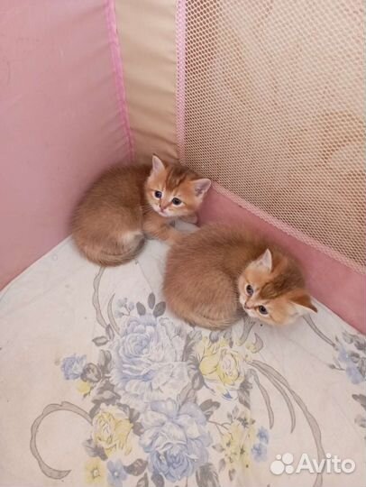 Британская золотая шиншилла