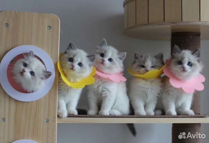 Защитный воротник для кошек и собак