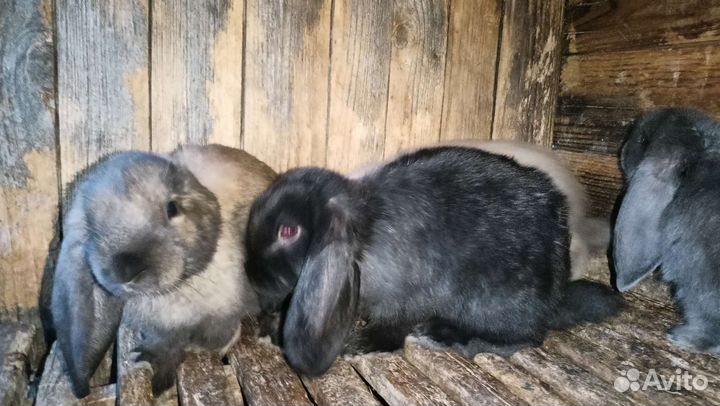 Кролик баран вислоухий