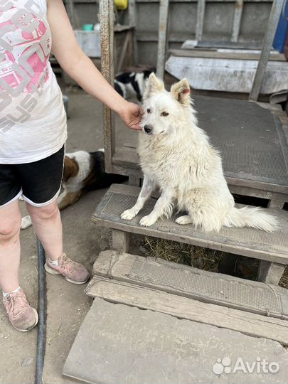 Собака в добрые руки