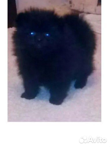 Малыш померанского шпица