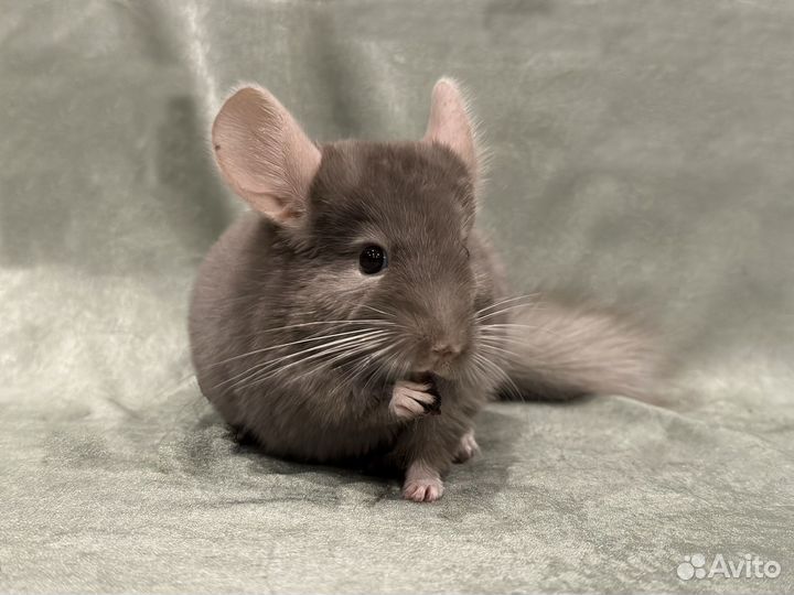 Шиншилла Эбони