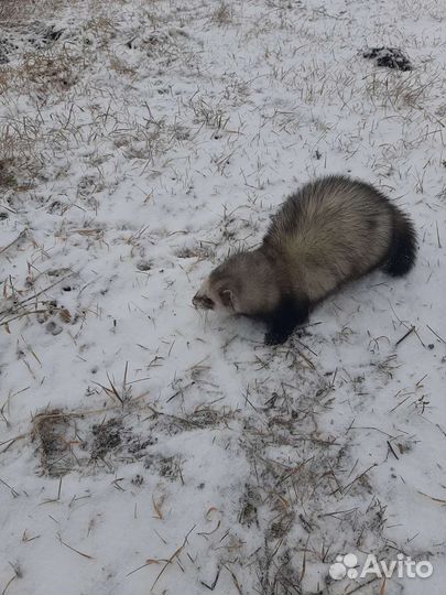 Вязка хорька