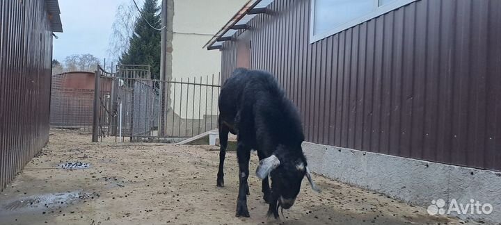 Англо нубийский козел