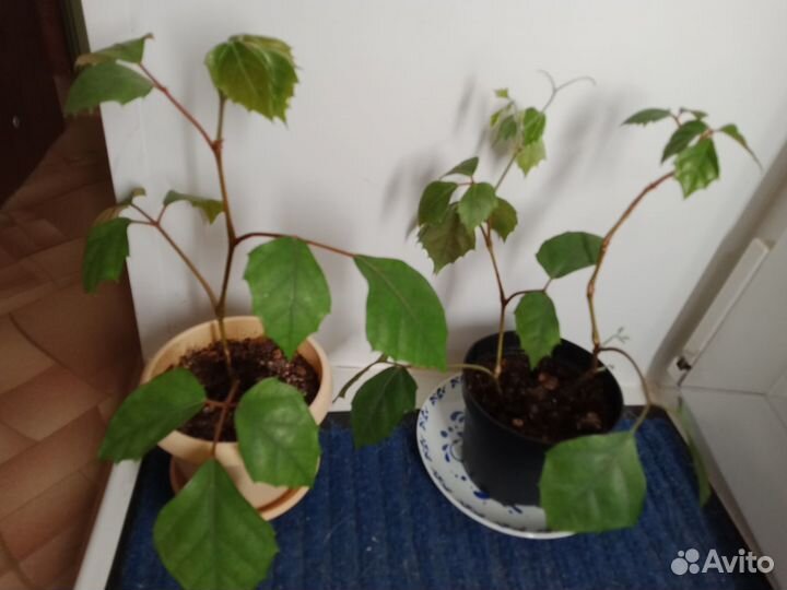 Комнатные растения, грунт для орхидей