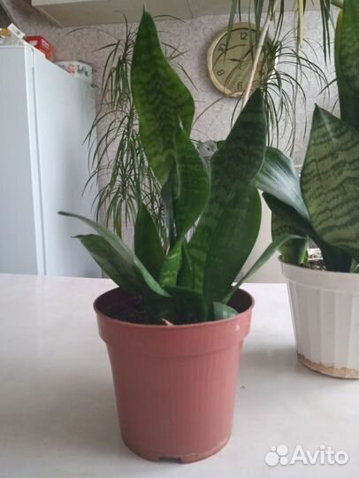 Сансевиерия