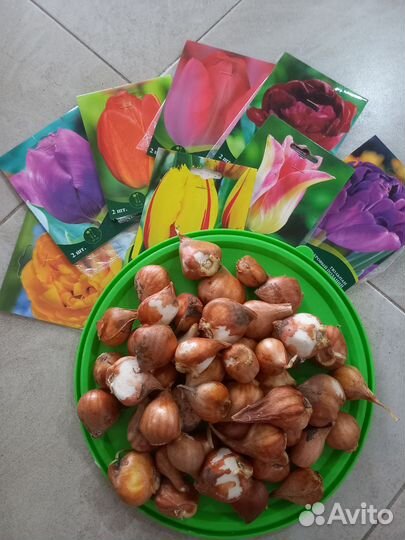 Луковицы тюльпанов