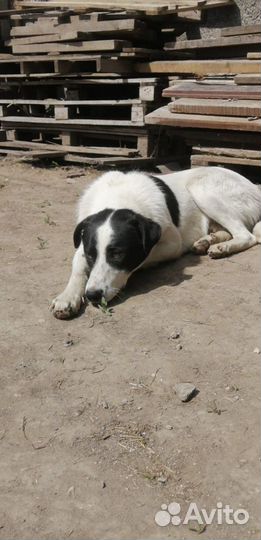 Собаки бесплатно в добрые руки