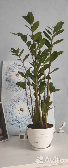 Замиокулькас, долларовое дерево 60 см