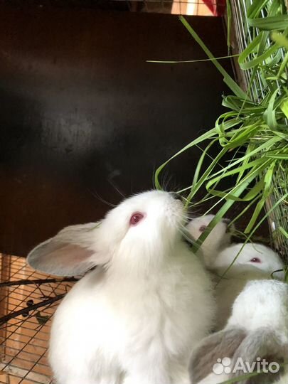 Продаю крольчать калифольнийцы