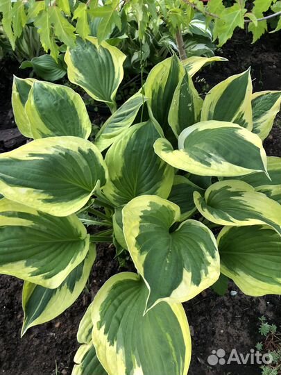 Хоста растение