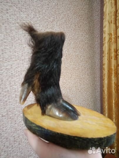 Копыто кабана