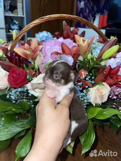 Чихуахуа щенки