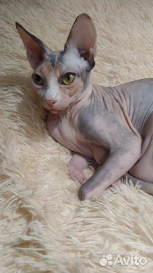Кошка бесплатно