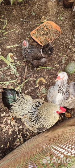 Куры несушки