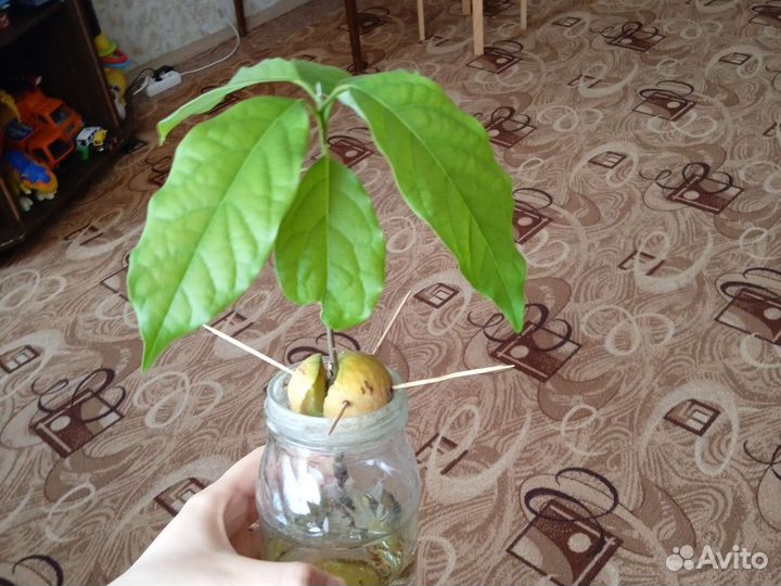 Авокадо дерево