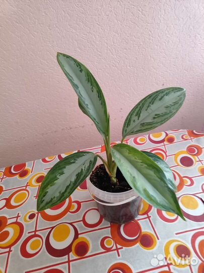 Комнатные растения, цветы