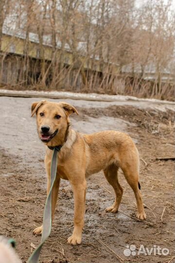 Щенок Лита в добрые руки