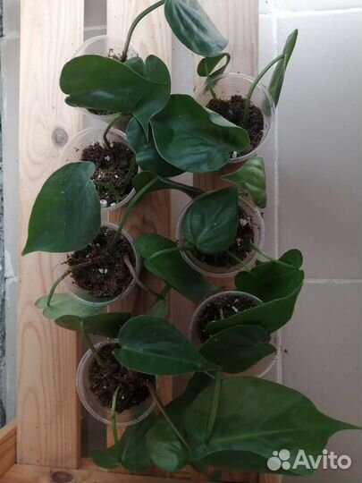 Филодендрон сканденс бразил