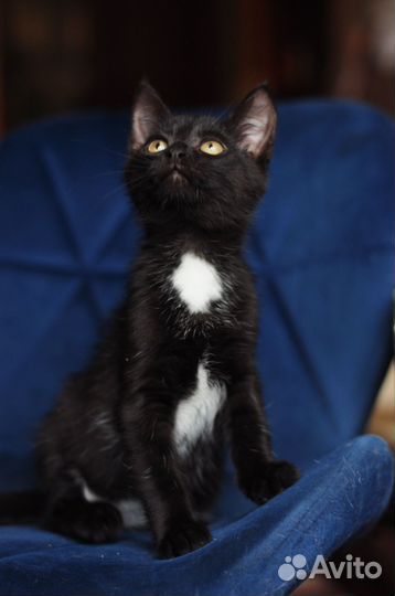 Котята ищут дом