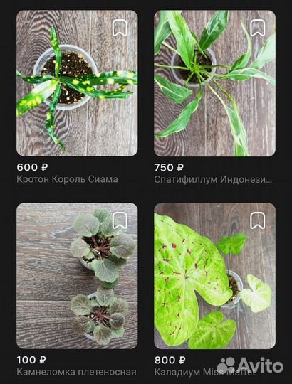 Комнатные растения