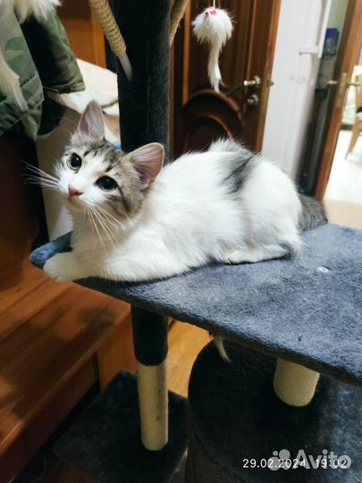 Кошка