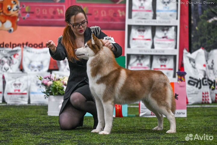 Хендлер Воронеж