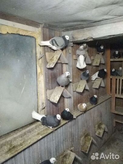 Пермские белоголовые