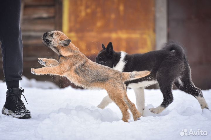 Щенок бордер терьера
