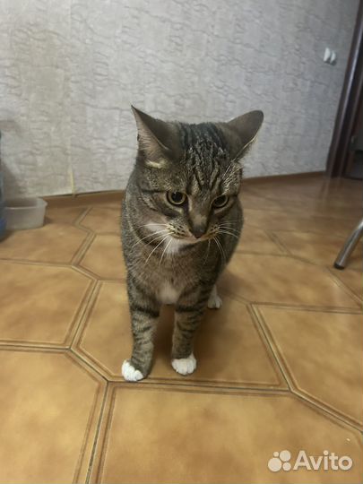 Кот в добрые руки