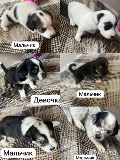 Собаки бесплатно в добрые руки щенки