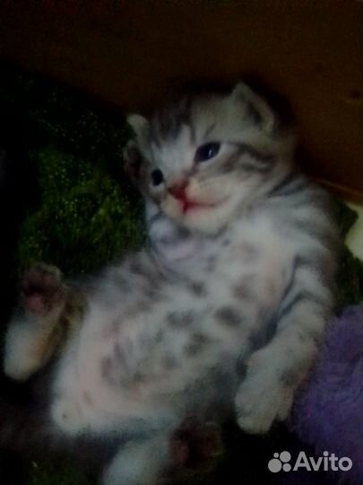 Отдам домашних котят