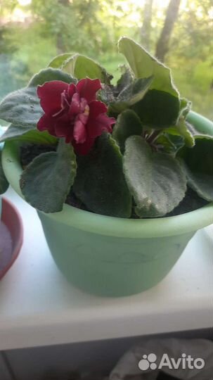 Комнатные цветы