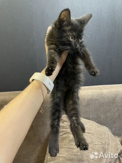 Котенок в добрые руки