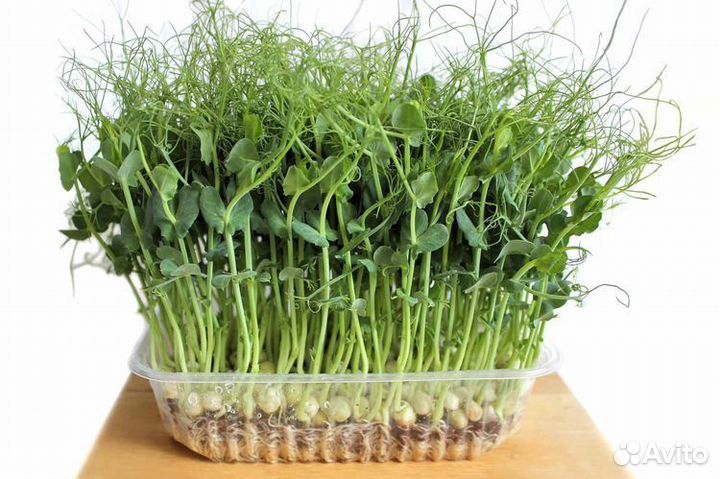 Микрозелень