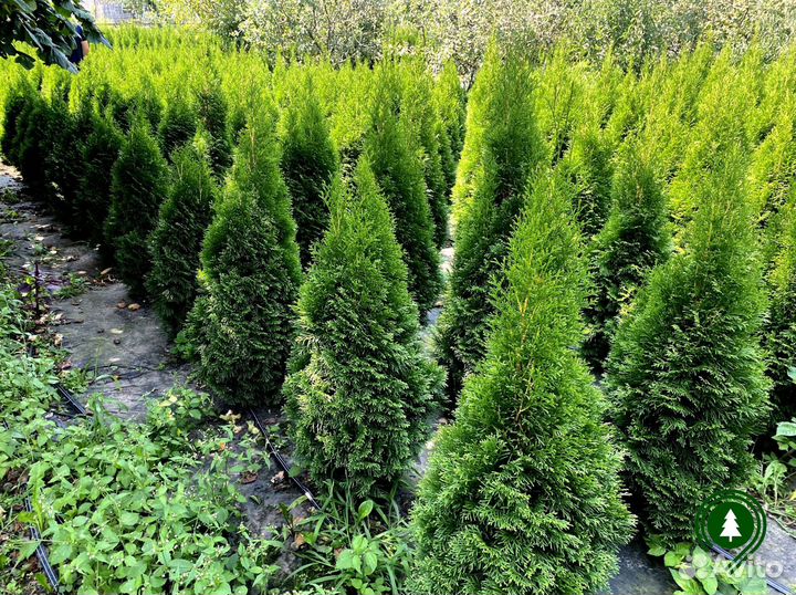 Туя Смарагд для дачи. Питомник