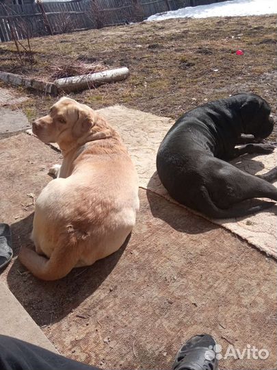 Кобель лабрадора вязка,случка