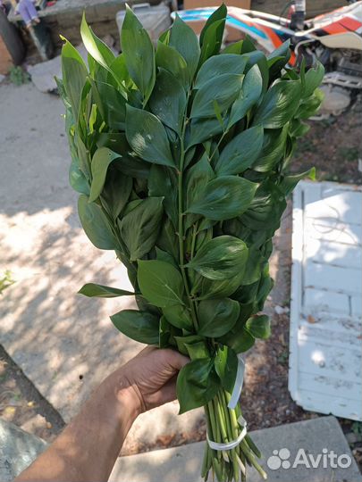 Рускус оптом