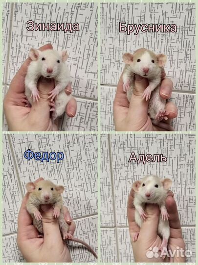 Крысята разные, хорошенькие