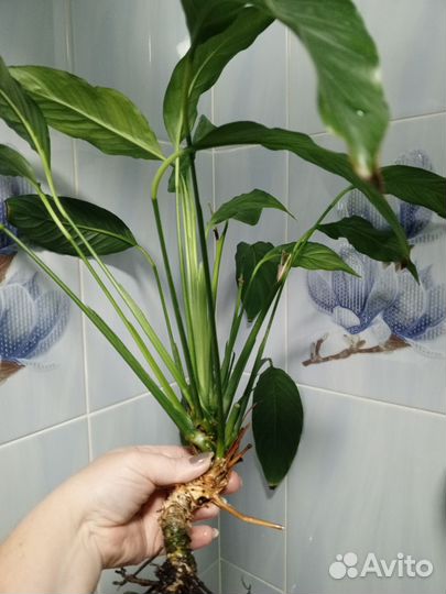 Спатифиллум